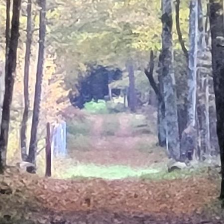 In Nature Białowieża Dış mekan fotoğraf