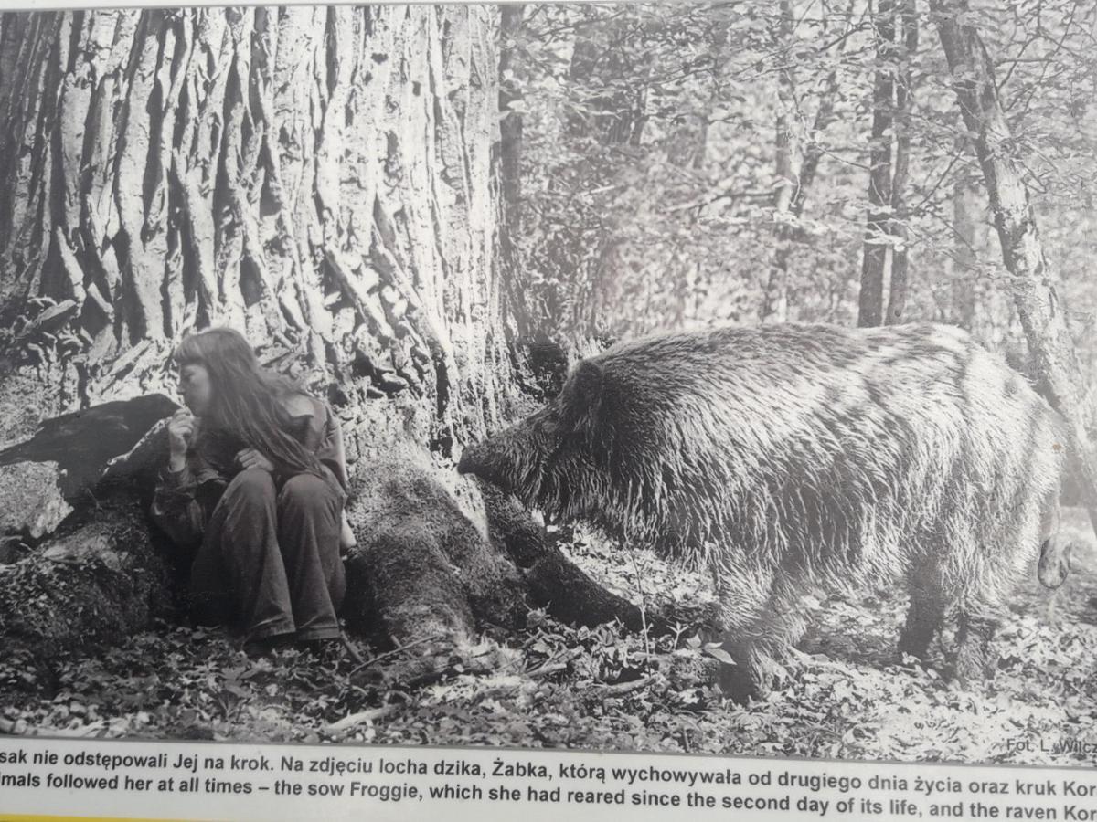 In Nature Białowieża Dış mekan fotoğraf