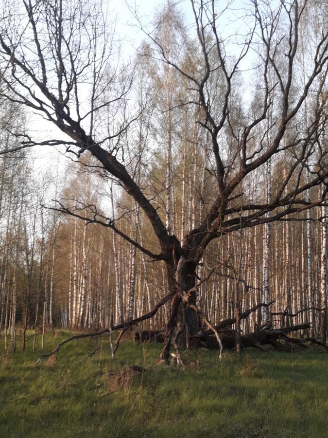 In Nature Białowieża Dış mekan fotoğraf