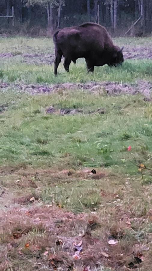 In Nature Białowieża Dış mekan fotoğraf