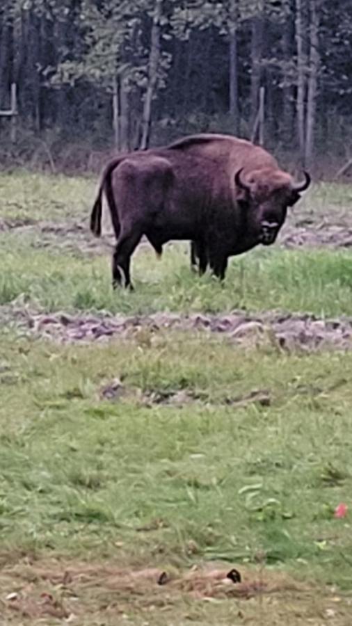 In Nature Białowieża Dış mekan fotoğraf